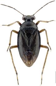 Attēlu rezultāti vaicājumam “Closterotomus biclavatus nymph”