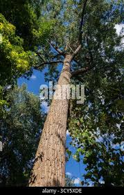 Attēlu rezultāti vaicājumam “Populus x canadensis fruit”