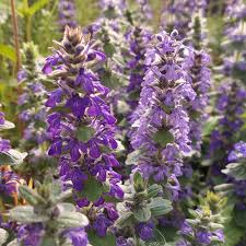 Attēlu rezultāti vaicājumam “Ajuga genevensis flower”
