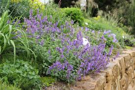 Image result for Katzenminze