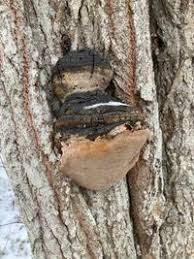 Attēlu rezultāti vaicājumam “Phellinus igniarius”
