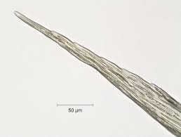 Attēlu rezultāti vaicājumam “Tomentypnum nitens”