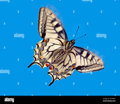 Attēlu rezultāti vaicājumam “Papilio machaon underside”