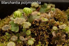 Attēlu rezultāti vaicājumam “Ptilidium pulcherrimum sporophyte”