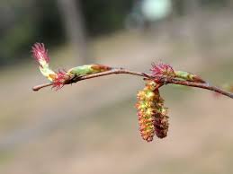 Attēlu rezultāti vaicājumam “Carpinus betulus female flower”
