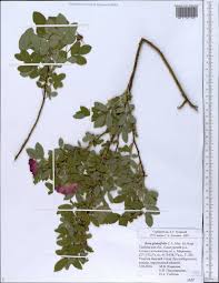 Attēlu rezultāti vaicājumam “Rosa glabrifolia”