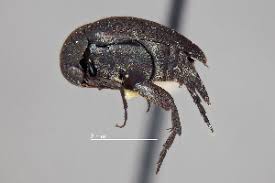 Attēlu rezultāti vaicājumam “Mordella sp.”