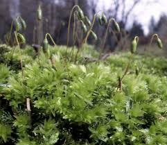 Attēlu rezultāti vaicājumam “Distichium capillaceum sporophyte”