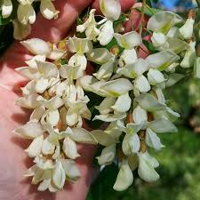 Attēlu rezultāti vaicājumam “Robinia pseudoacacia flower”