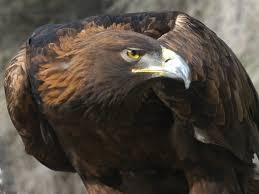 Attēlu rezultāti vaicājumam “Aquila chrysaetos adult”