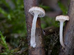 Attēlu rezultāti vaicājumam “Mycena belliarum”