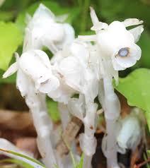 Image result for ギンリョウソウ