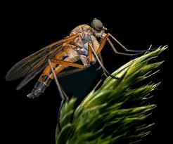 Attēlu rezultāti vaicājumam “Cribraria ferruginea”