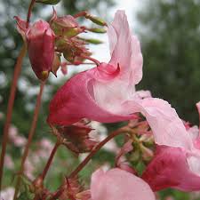 Attēlu rezultāti vaicājumam “Impatiens glandulifera flower”