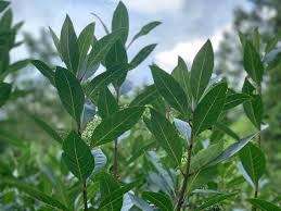 Attēlu rezultāti vaicājumam “Chionanthus virginicus leaf”