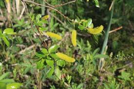 Attēlu rezultāti vaicājumam “Salix pentandra flower”
