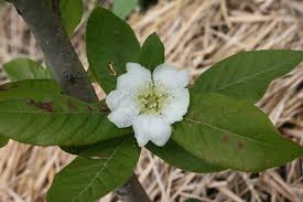 Attēlu rezultāti vaicājumam “Mespilus germanica”