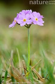 Attēlu rezultāti vaicājumam “Primula farinosa flower”
