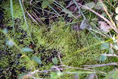 Attēlu rezultāti vaicājumam “Pohlia wahlenbergii sporophyte”