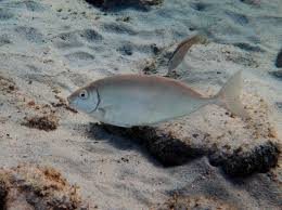 Image result for Siganus rivulatus