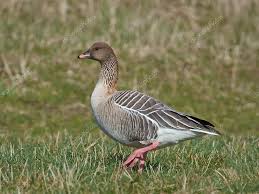 Image result for Anser brachyrhynchus