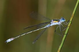 Attēlu rezultāti vaicājumam “Lestes sponsa”