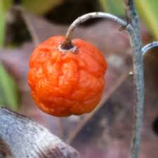 Attēlu rezultāti vaicājumam “Convallaria majalis fruit”