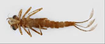 Attēlu rezultāti vaicājumam “Coenagrionidae”