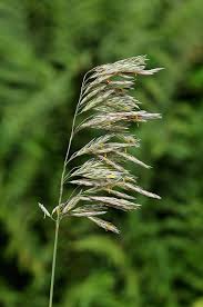 Attēlu rezultāti vaicājumam “Bromopsis inermis”