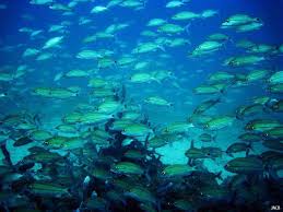 Image result for Haemulon aurolineatum