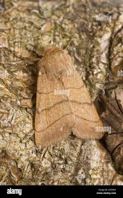 Attēlu rezultāti vaicājumam “Charanyca trigrammica”