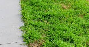 Attēlu rezultāti vaicājumam “Poa remota bud”