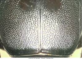 Attēlu rezultāti vaicājumam “Hypocaccus rugiceps”