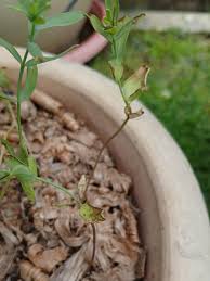 Attēlu rezultāti vaicājumam “Linum usitatissimum leaf”