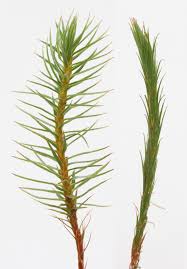 Attēlu rezultāti vaicājumam “Polytrichum strictum”