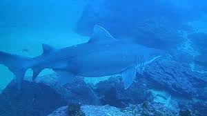 Image result for Odontaspis ferox