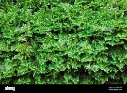 Attēlu rezultāti vaicājumam “Ctenidium molluscum”