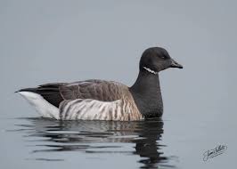 Attēlu rezultāti vaicājumam “Branta bernicla adult”