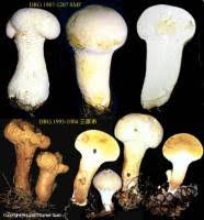 Attēlu rezultāti vaicājumam “Calvatia excipuliformis”