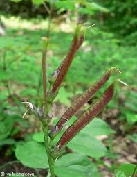 Attēlu rezultāti vaicājumam “Lathyrus vernus leaf”