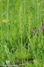 Attēlu rezultāti vaicājumam “Listera ovata fruit”