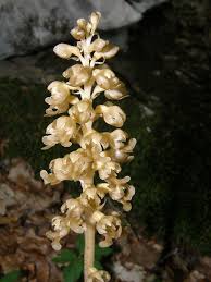 Attēlu rezultāti vaicājumam “Neottia nidus-avis”