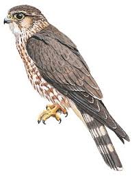Image result for Falco columbarius