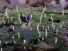 Attēlu rezultāti vaicājumam “Multiclavula mucida”