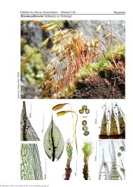 Attēlu rezultāti vaicājumam “Bryum pallescens”