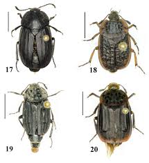Attēlu rezultāti vaicājumam “Silpha sp.”