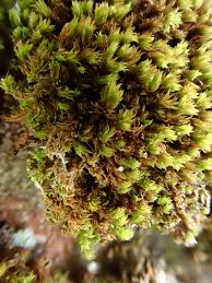 Attēlu rezultāti vaicājumam “Zygodon rupestris”