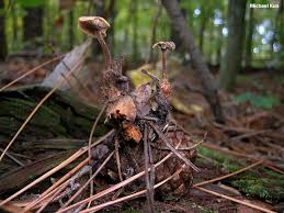 Attēlu rezultāti vaicājumam “Auriscalpium vulgare”