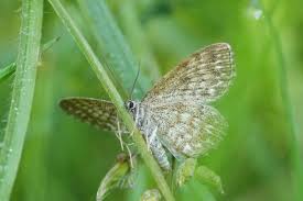 Attēlu rezultāti vaicājumam “Scopula immorata”