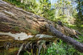 Attēlu rezultāti vaicājumam “Skeletocutis stellae”